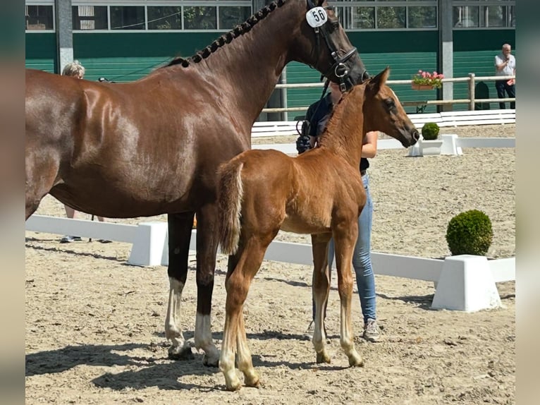 Oldenburg Stallion Foal (05/2025) in Steinfeld (Oldenburg)