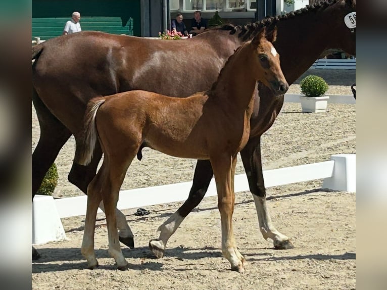 Oldenburg Stallion Foal (05/2025) in Steinfeld (Oldenburg)