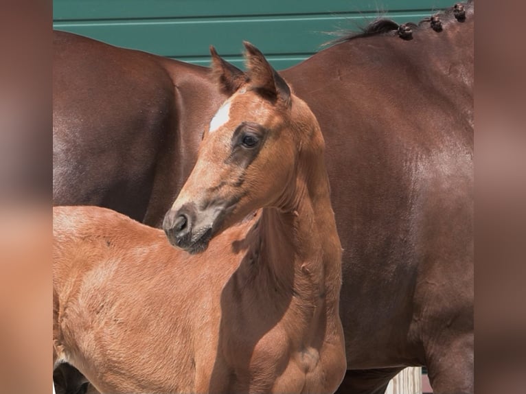 Oldenburg Stallion Foal (05/2025) in Steinfeld (Oldenburg)