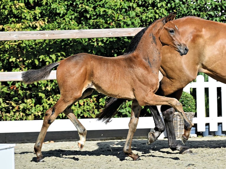Oldenburg Stallion Foal (06/2026)  in Vechta