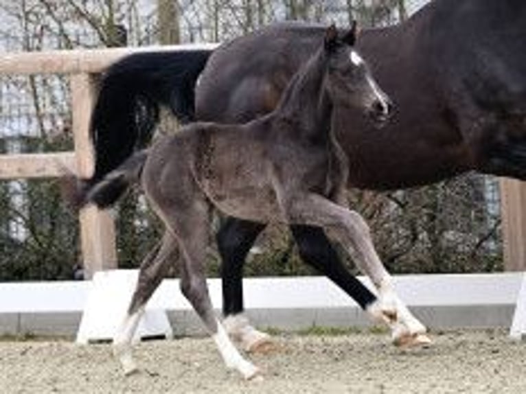 Oldenburg Stallion Foal (02/2026)  in Vechta