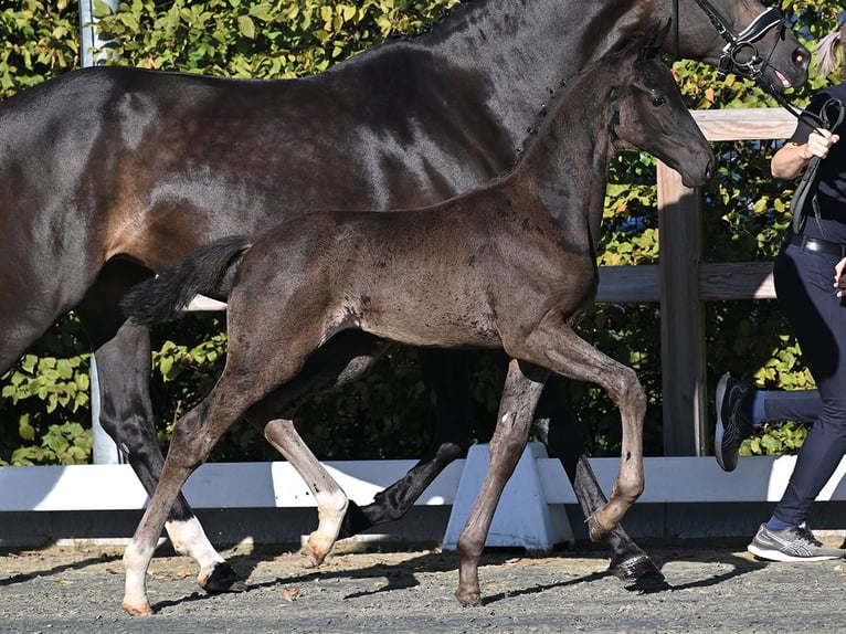 Oldenburg Stallion Foal (06/2026)  in Vechta