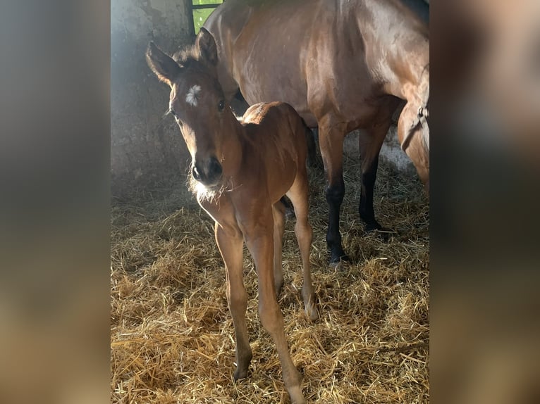 Oldenburg Stallion Foal (05/2025) in Pritzwalk