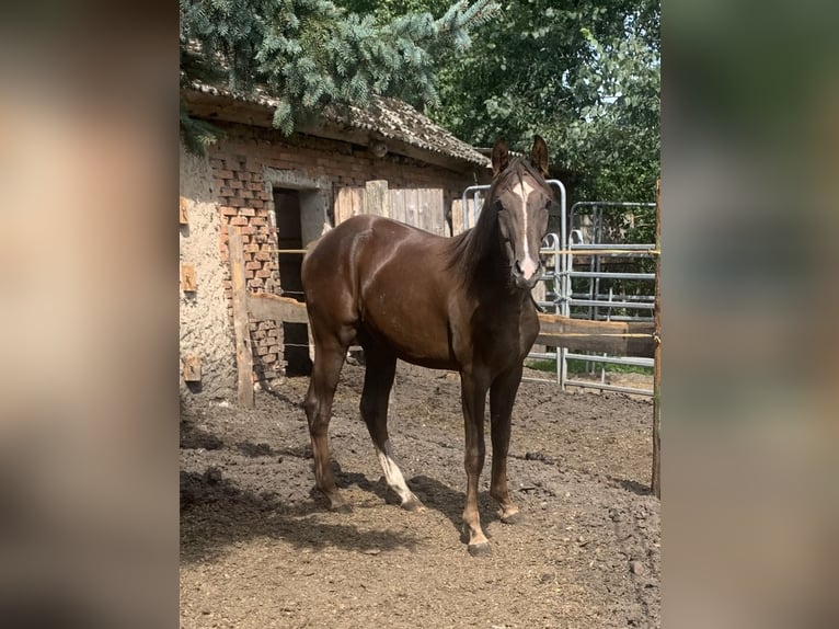 Oldenburg Stallion Foal (05/2025) in Pritzwalk