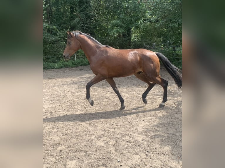Oldenburg Stallion Foal (05/2025) in Pritzwalk