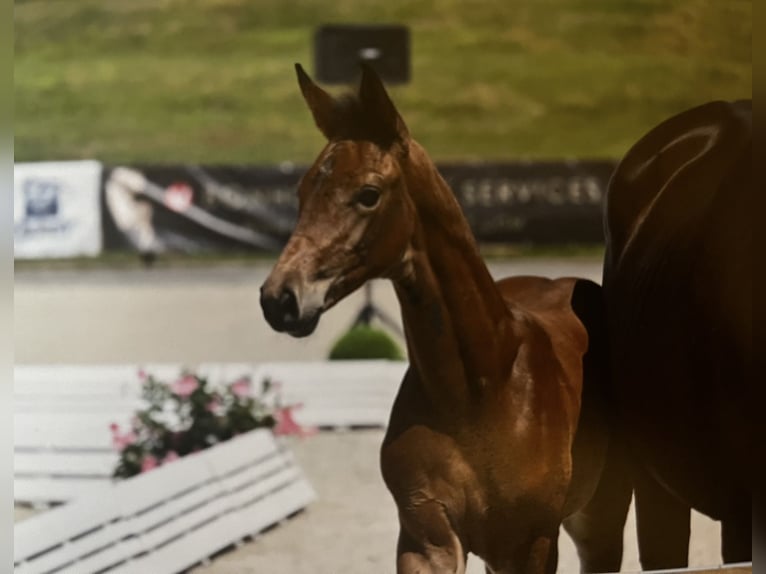 Oldenburg Stallion Foal (05/2025) in Pritzwalk