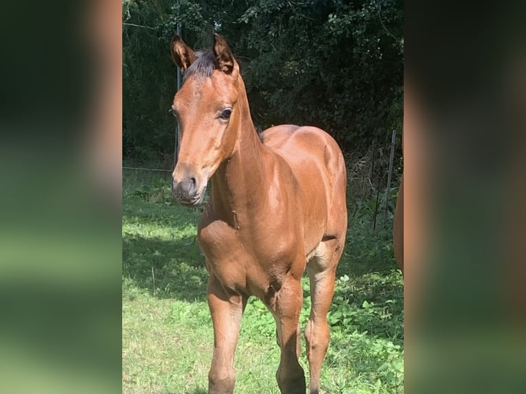Oldenburg Stallion Foal (05/2025) in Pritzwalk