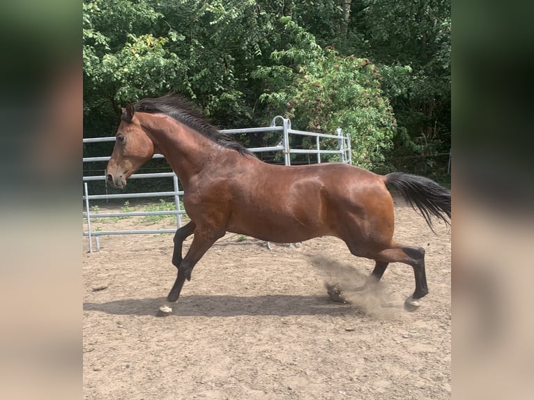 Oldenburg Stallion Foal (05/2025) in Pritzwalk