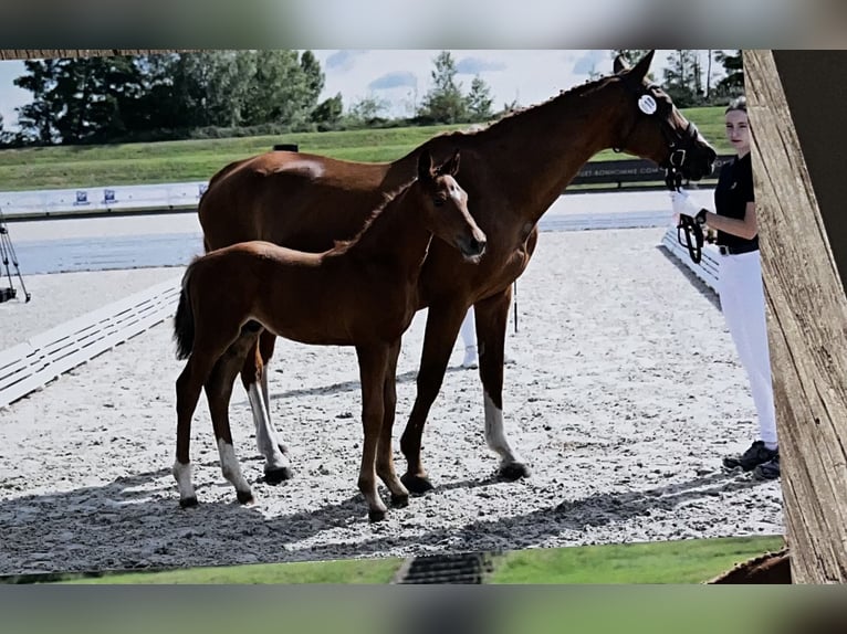 Oldenburg Stallion Foal (05/2025) in Pritzwalk