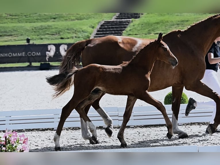 Oldenburg Stallion Foal (05/2025) in Pritzwalk