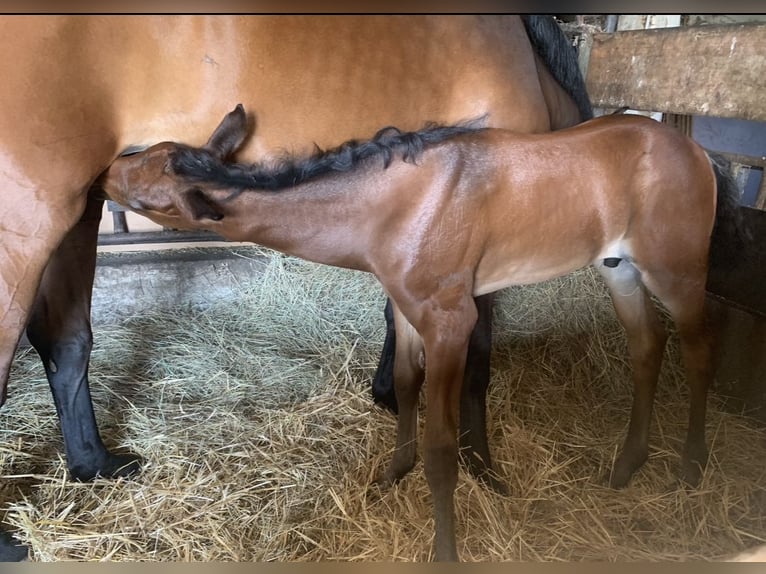 Oldenburg Stallion Foal (05/2025) in Pritzwalk