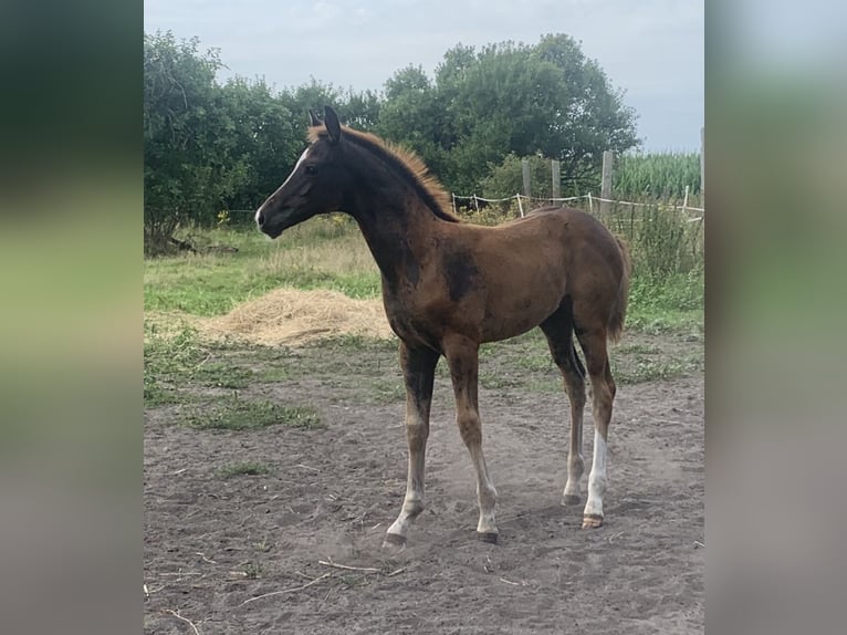 Oldenburg Stallion Foal (05/2025) in Pritzwalk