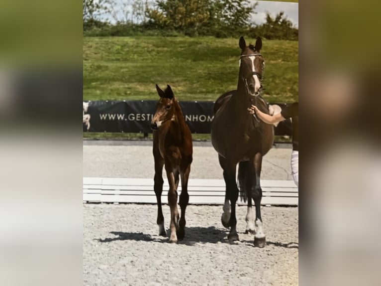 Oldenburg Stallion Foal (05/2025) in Pritzwalk