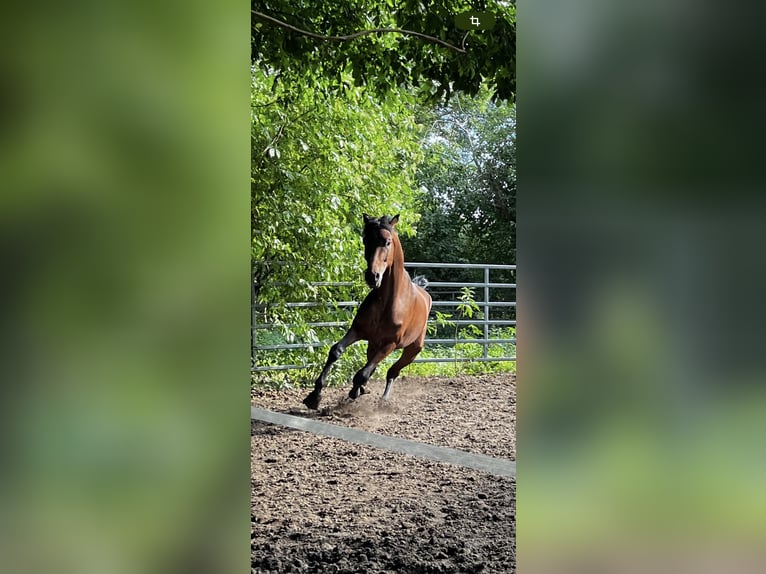 Oldenburg Stallion Foal (05/2025) in Pritzwalk