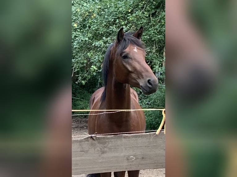 Oldenburg Stallion Foal (05/2025) in Pritzwalk