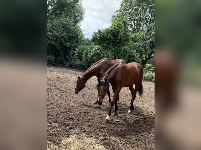 Oldenburg Stallion Foal (05/2025) in Pritzwalk