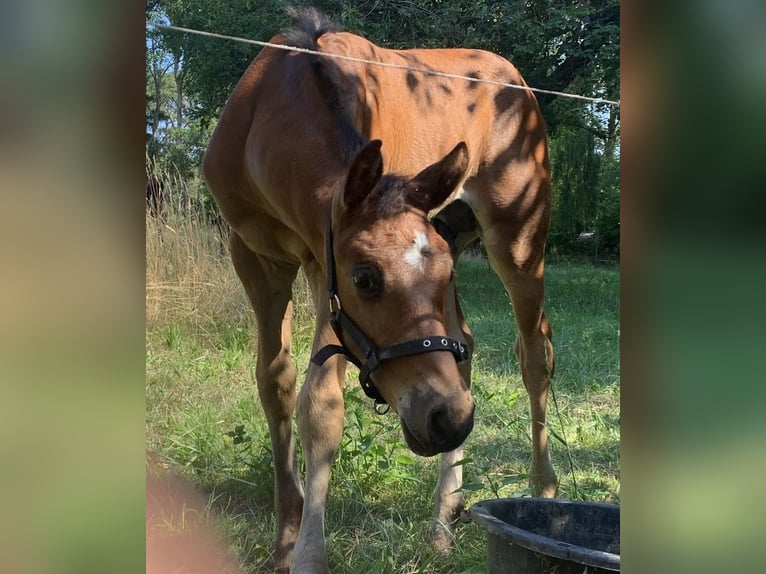Oldenburg Stallion Foal (05/2025) in Pritzwalk