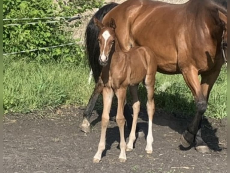 Oldenburg Stallion Foal (05/2025) in Pritzwalk