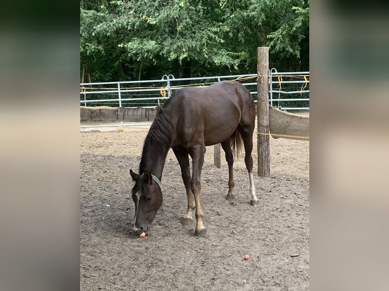 Oldenburg Stallion Foal (05/2025) in Pritzwalk