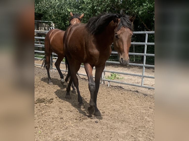 Oldenburg Stallion Foal (05/2025) in Pritzwalk