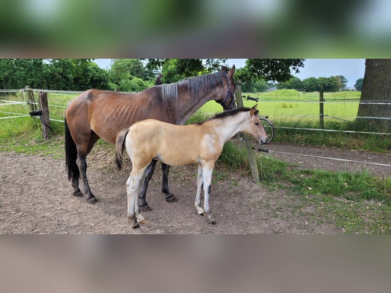 Oldenburg Stallion Foal (03/2026)  in Issum