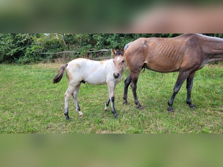 Oldenburg Stallion Foal (03/2026)  in Issum