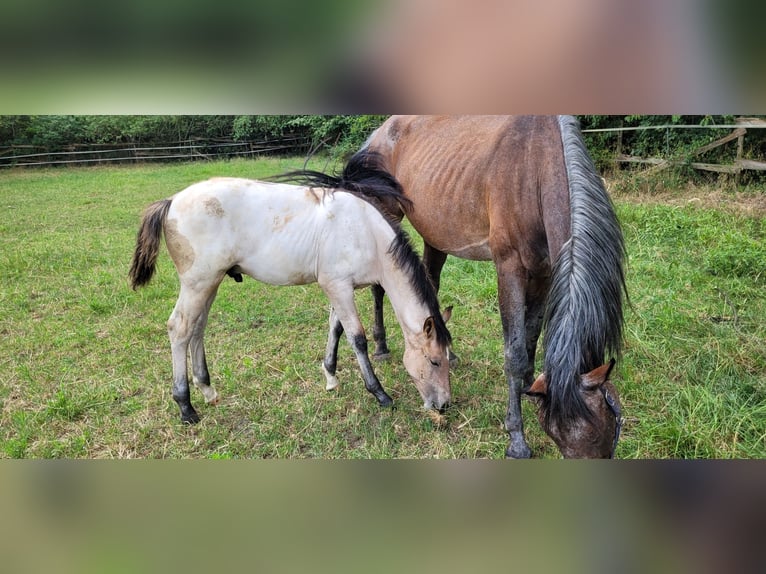 Oldenburg Stallion Foal (03/2026)  in Issum