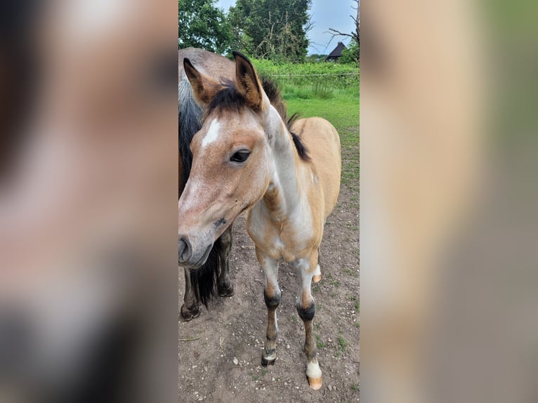 Oldenburg Stallion Foal (03/2026)  in Issum