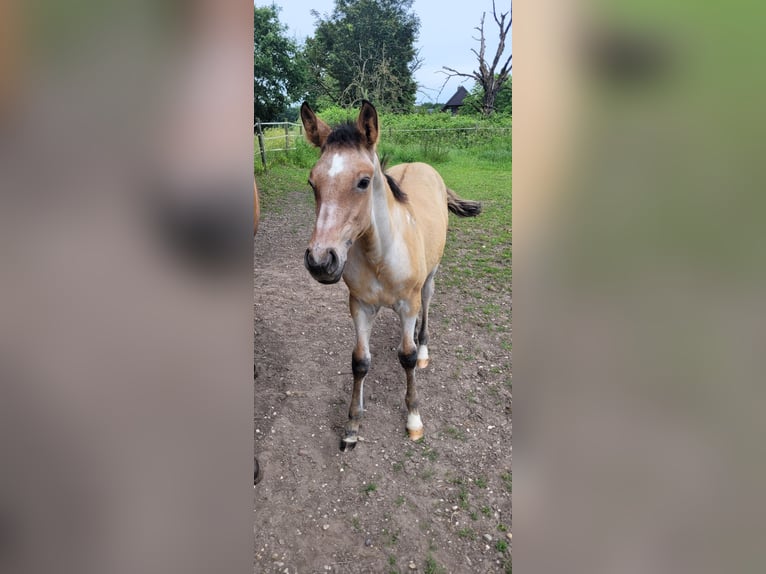 Oldenburg Stallion Foal (03/2026)  in Issum