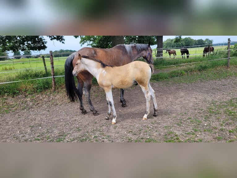 Oldenburg Stallion Foal (03/2026)  in Issum