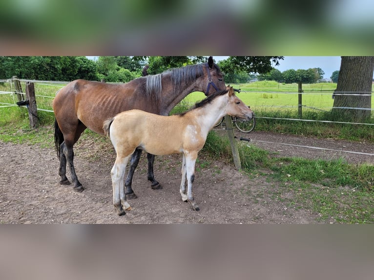 Oldenburg Stallion Foal (03/2026)  in Issum