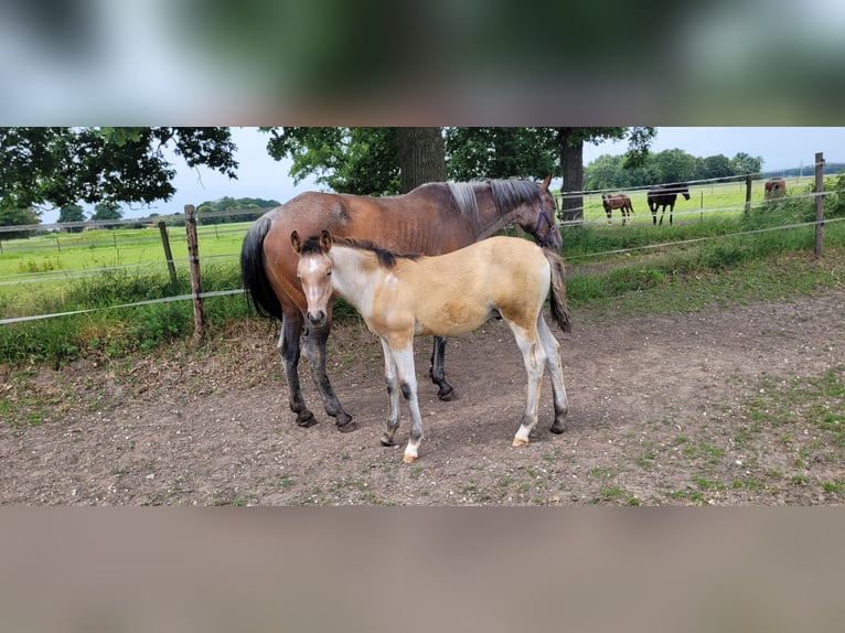 Oldenburg Stallion Foal (03/2026)  in Issum