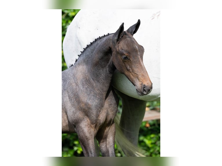 Oldenburg Stallion Foal (06/2025) in Heerde