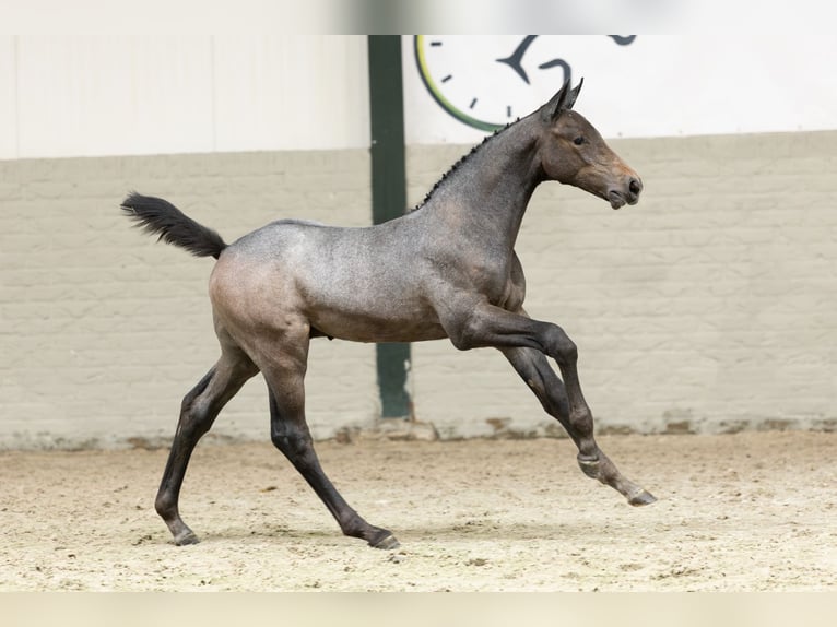 Oldenburg Stallion Foal (06/2025) in Heerde