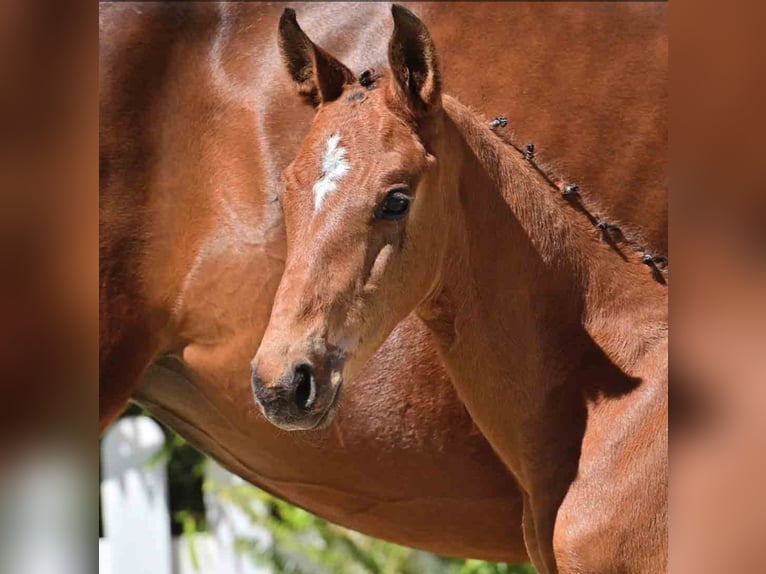 Oldenburg Stallion  in Schapen