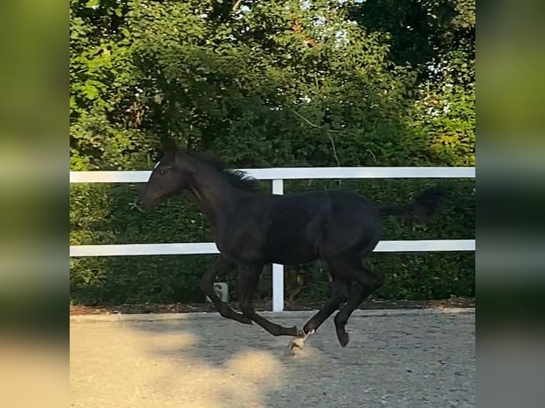 Oldenburg Stallion Foal (03/2024) Smoky-Black in Bocholt