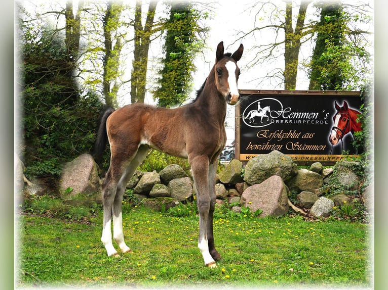 Oldenburg Stallion  Smoky-Black in Löningen