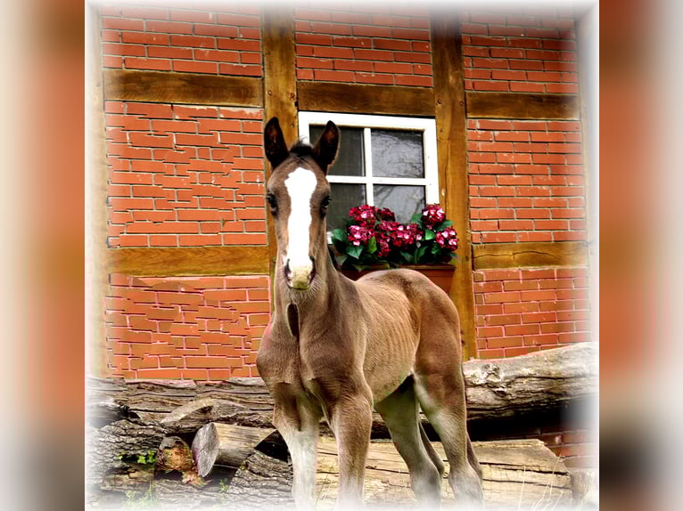 Oldenburg Stallion  Smoky-Black in Löningen