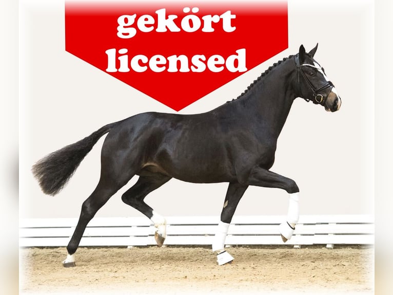Oldenburg Stallion  Smoky-Black in L&#xF6;ningen