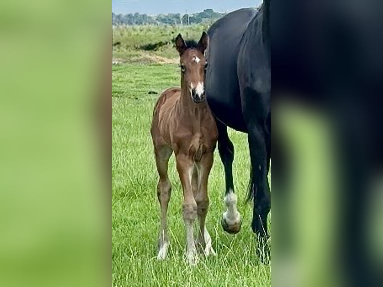Oldenburg Stallion Foal (05/2025) Smoky-Black in Vechta Oldenburg Stallion Foal (05/2025) Smoky-Black in Vechta