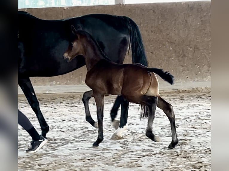 Oldenburg Stallion Foal (04/2025) Smoky-Black in Vechta