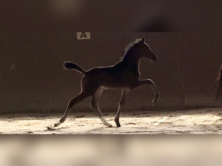 Oldenburg Stallion Foal (06/2025) Smoky-Black in Vechta
