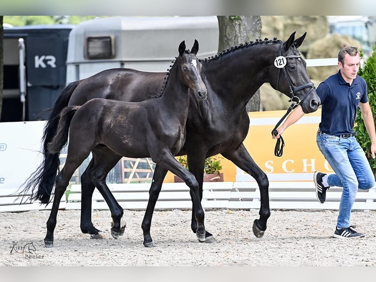 Oldenburg Stallion Foal (04/2024) Smoky-Black in Cloppenburg