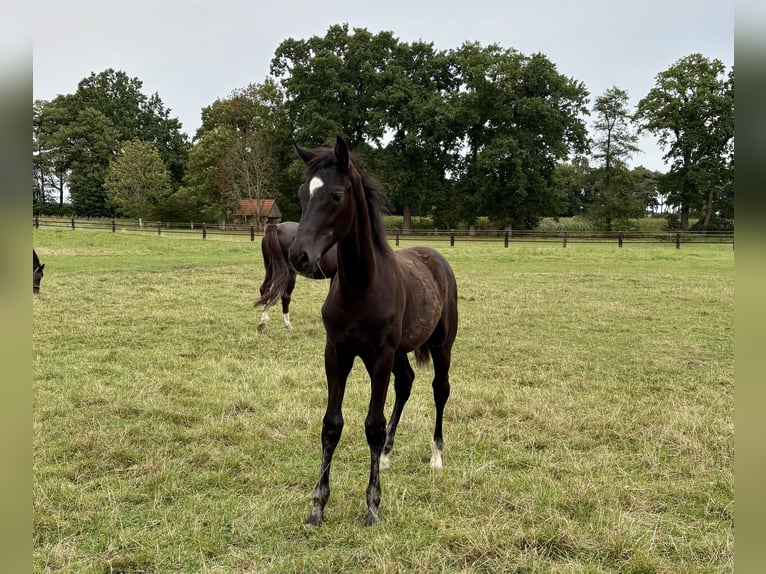 Oldenburg Stallion Foal (04/2025) Smoky-Black in Damme