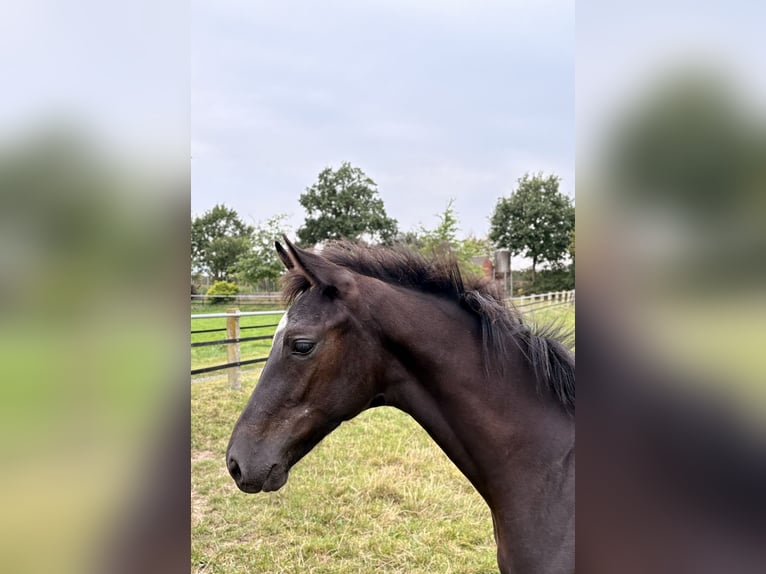 Oldenburg Stallion Foal (04/2025) Smoky-Black in Damme