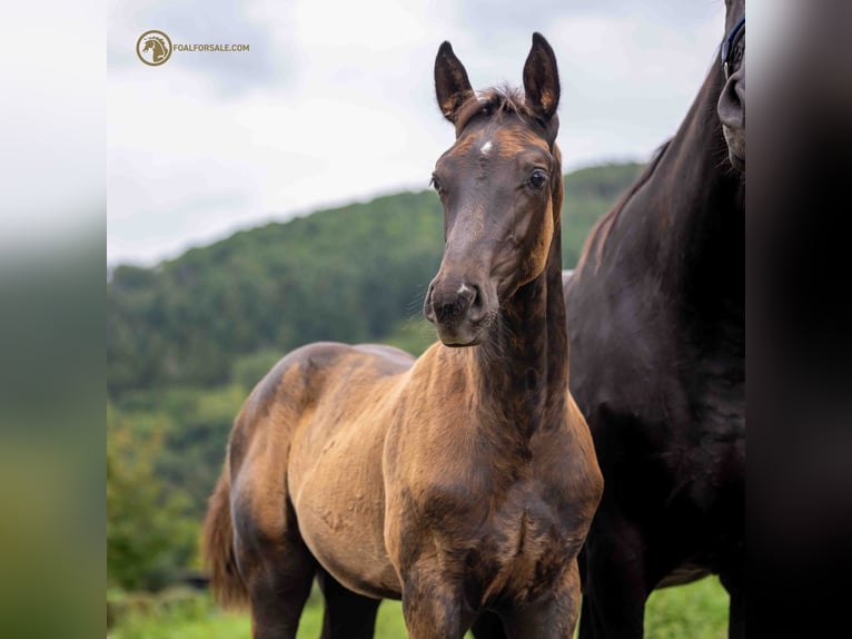 Oldenburg Stallion Foal (05/2023) Smoky-Black in Dümpelfeld