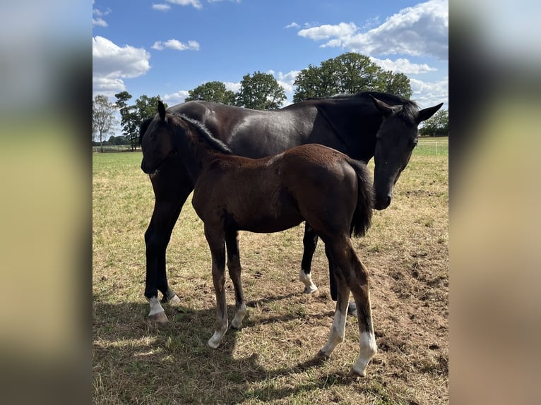Oldenburg Stallion Foal (05/2026) Smoky-Black in Essen (Oldenburg)