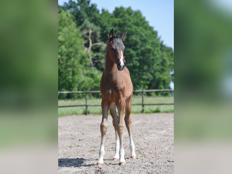 Oldenburg Stallion  Smoky-Black in Hude (Oldenburg)