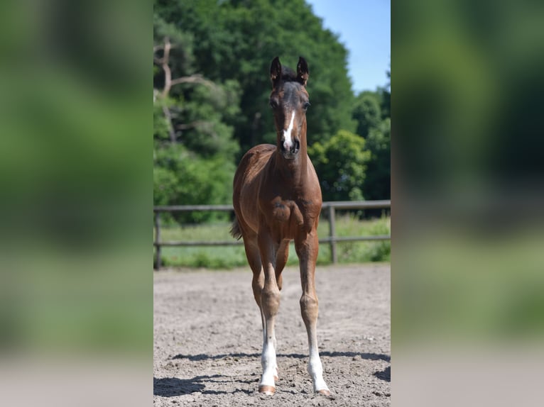 Oldenburg Stallion  Smoky-Black in Hude (Oldenburg)
