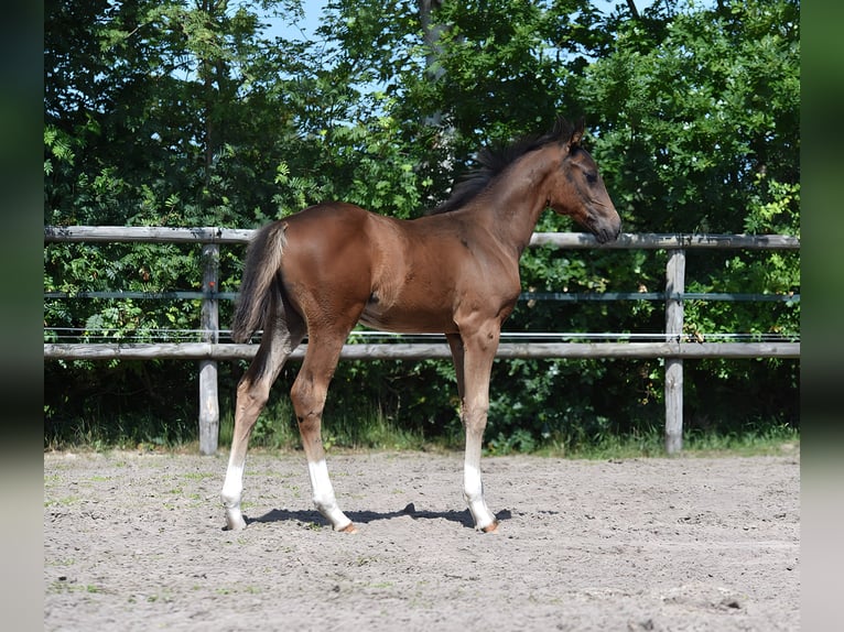 Oldenburg Stallion  Smoky-Black in Hude (Oldenburg)